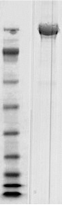 Native Clostridium difficile Toxin B protein