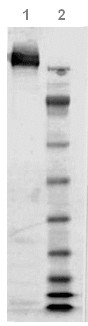 SDS-PAGE - Native Clostridium difficile Toxoid A protein (AB124000)