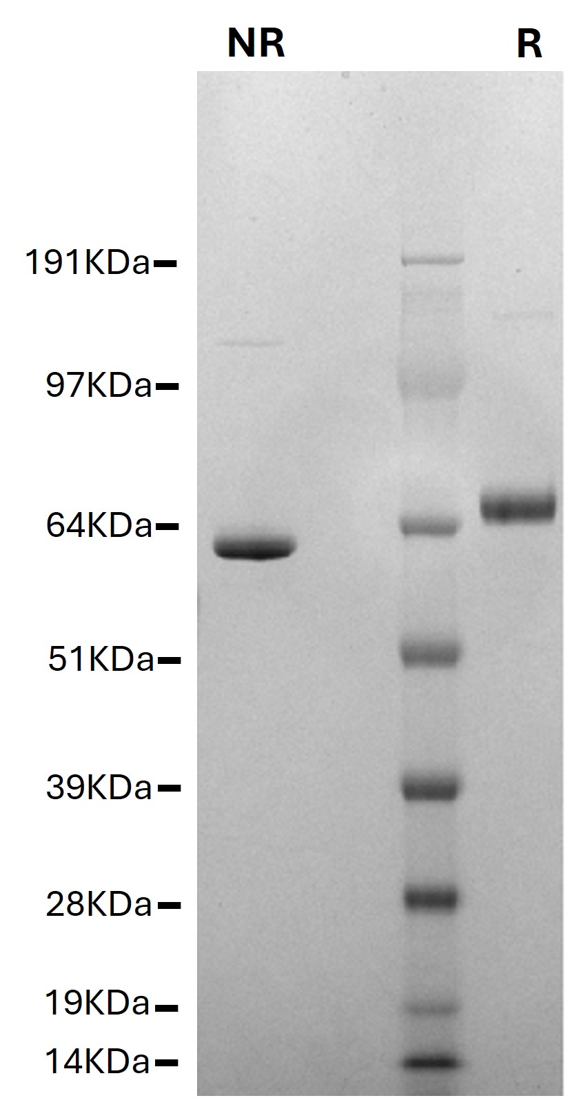 SDS-PAGE - Native Cow Prothrombin protein (AB62537), expandable thumbnail