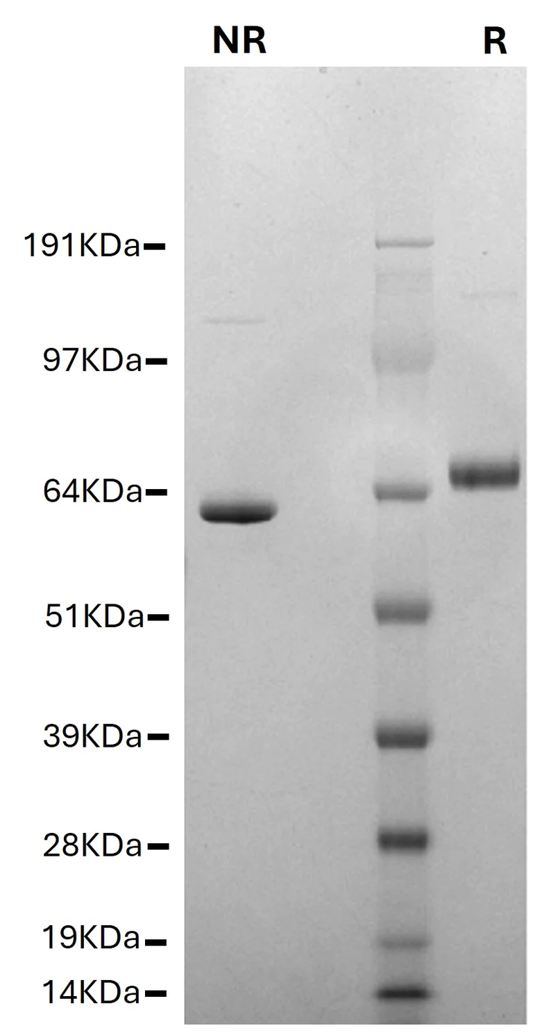 SDS-PAGE - Native Cow Prothrombin protein (AB62537)