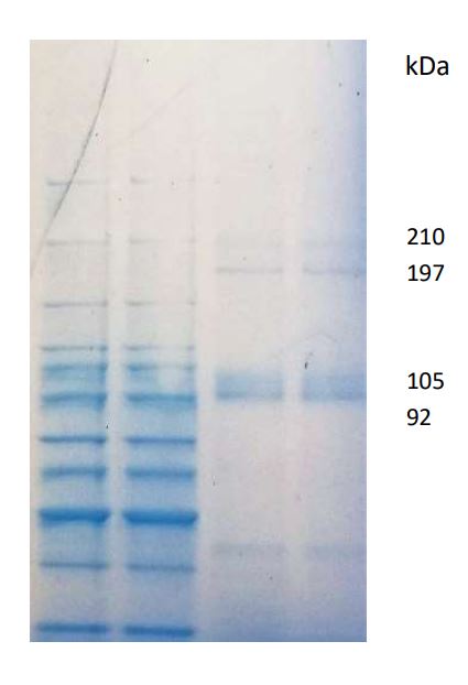 SDS-PAGE - Native Cow Single Alpha Chain Collagen Type 1 (AB281975), expandable thumbnail