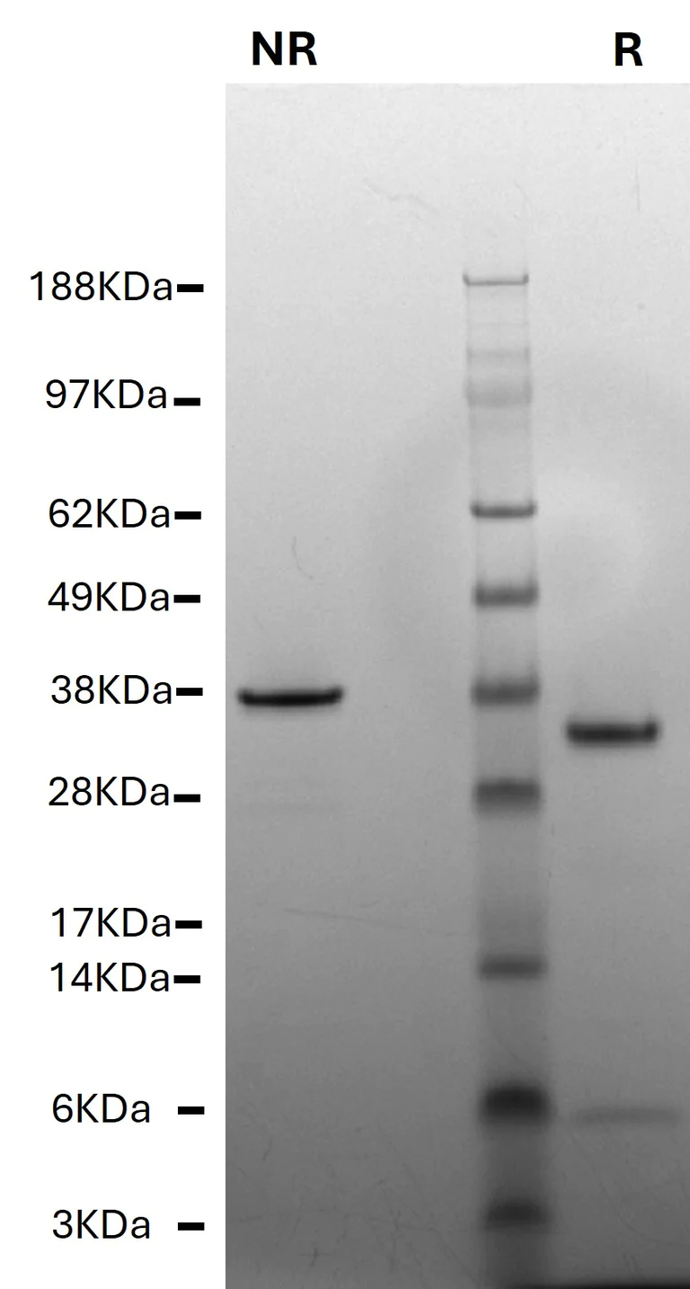 SDS-PAGE - Native Cow Thrombin protein (AB62389)