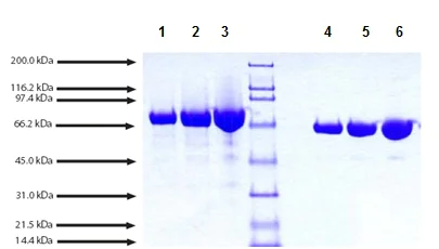SDS-PAGE - Native Cynomolgus monkey Transferrin protein (AB198644)