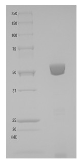 Native Diphtheria Toxin (mutated G52E) protein