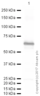 Western blot - Native Diphtheria Toxin (mutated G52E) protein (AB188505)