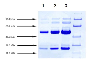 SDS-PAGE - Native Dog IgG protein (AB198651)