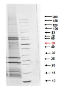 SDS-PAGE - Native Helicobacter pylori antigen protein (AB274659)