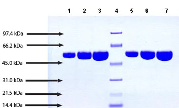 SDS-PAGE - Native human alpha 1 Antitrypsin protein (Active) (AB91136)