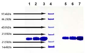 SDS-PAGE - Native Human Apolipoprotein A I (AB90760), expandable thumbnail