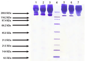 SDS-PAGE - Native Human Apolipoprotein B (AB91112), expandable thumbnail