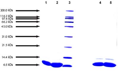 SDS-PAGE - Native Human Apolipoprotein CII/ApoC-II (AB90925), expandable thumbnail