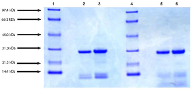 SDS-PAGE - Native human Cathepsin D protein (AB91123)