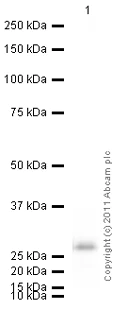 Western blot - Native human Cathepsin D protein (AB91123)