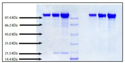 SDS-PAGE - Native Human Ceruloplasmin protein (AB285482)
