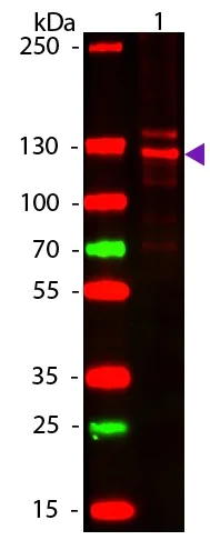 Western blot - Native Human Collagen I protein (AB7533)