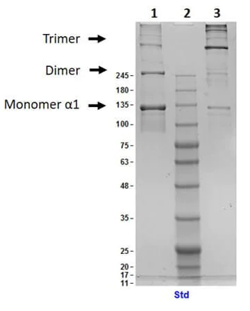 SDS-PAGE - Native Human Collagen III protein (AB7535)