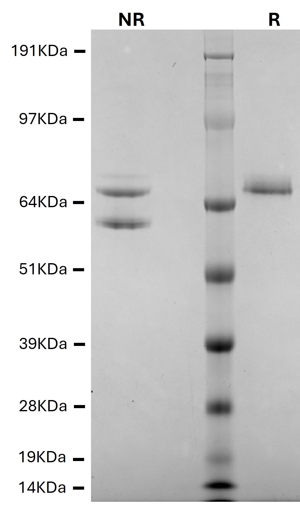 SDS-PAGE - Native Human Factor XIIIa protein (Active) (AB62412), expandable thumbnail