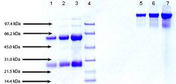 SDS-PAGE - Native Human IgA1 protein (AB91020), expandable thumbnail