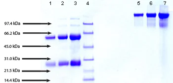 SDS-PAGE - Native Human IgA1 protein (AB91020)