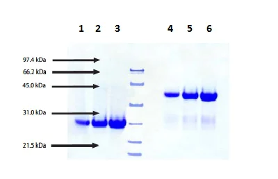 SDS-PAGE - Native Human IgG FC fragment protein (AB90285)