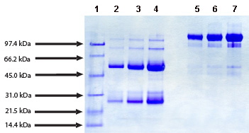 SDS-PAGE - Native Human IgG protein (AB91102), expandable thumbnail
