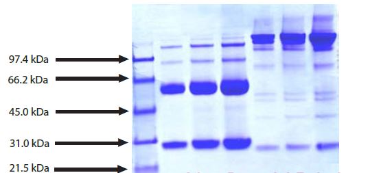 SDS-PAGE - Native Human IgG3 protein (AB118426)