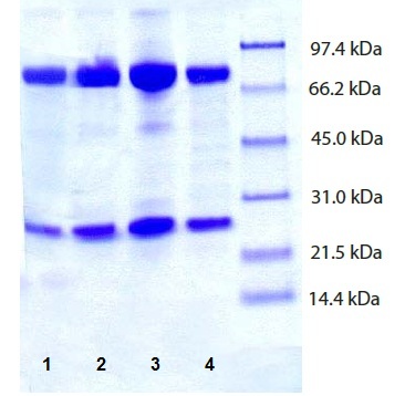 SDS-PAGE - Native Human IgM protein (AB90348), expandable thumbnail