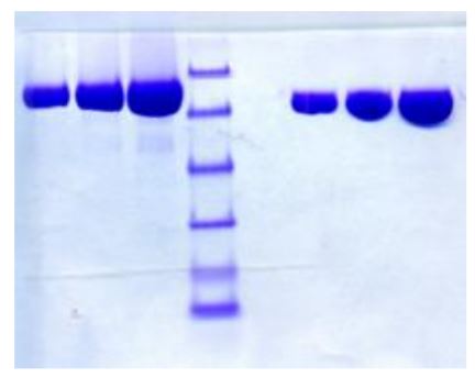 Native Human Lactoferrin protein
