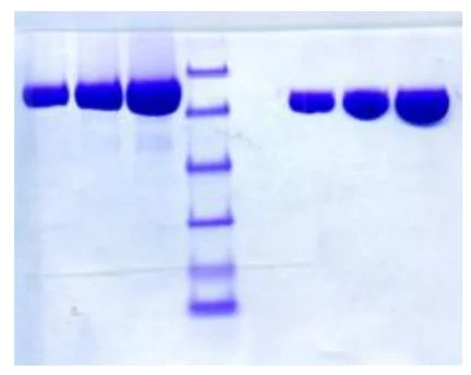 SDS-PAGE - Native Human Lactoferrin protein (AB285896)