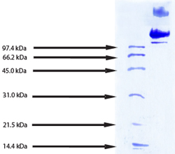 SDS-PAGE - Native human LDL protein (AB91115), expandable thumbnail