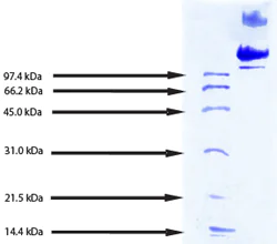 SDS-PAGE - Native human LDL protein (AB91115)