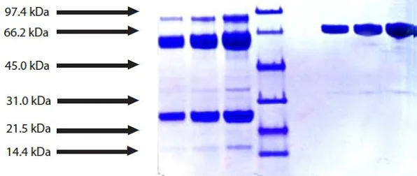 SDS-PAGE - Native human Plasmin protein (Active) (AB90928)