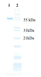 SDS-PAGE - Native Human Serum Albumin protein (AB205808)