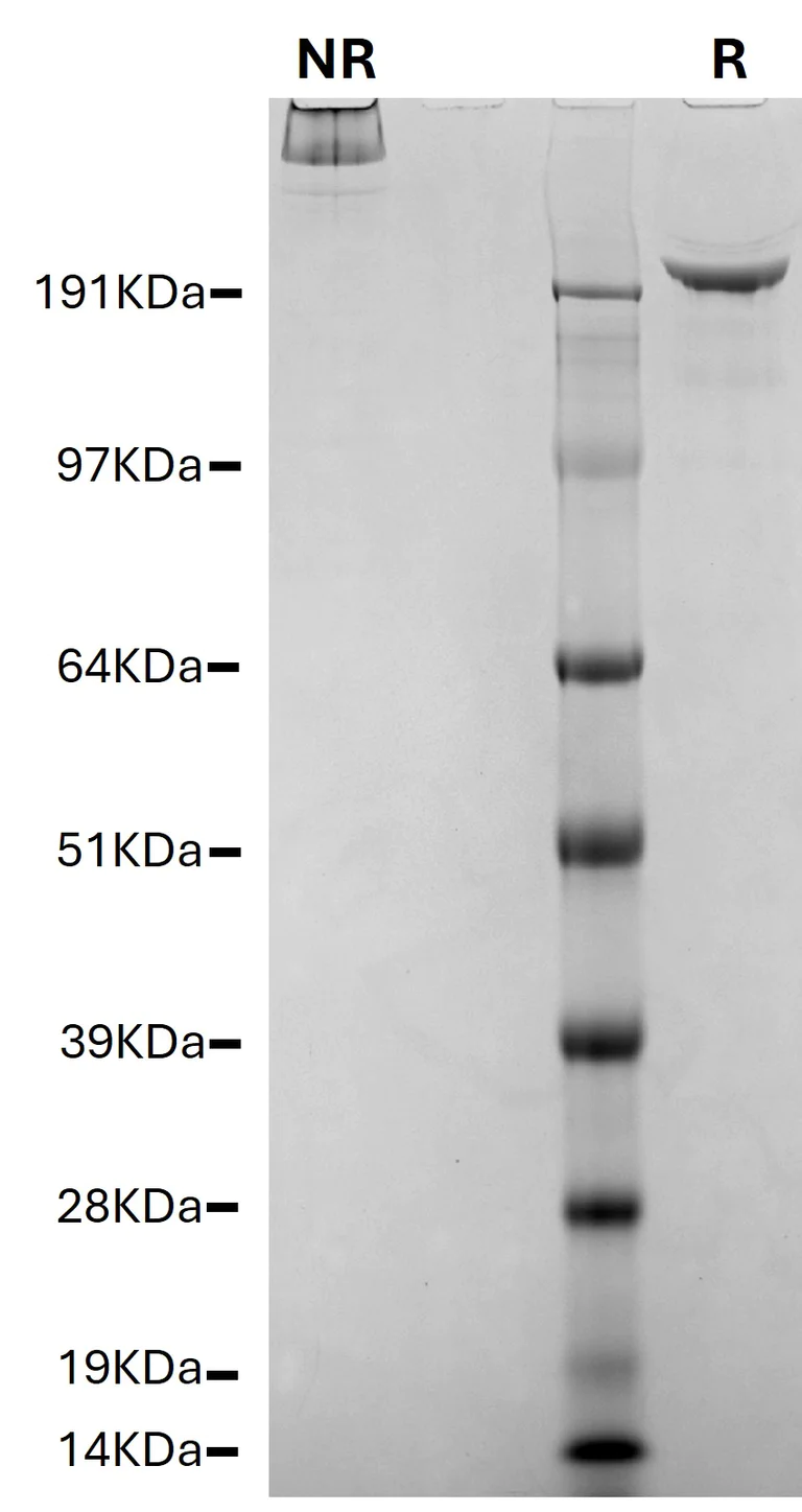 SDS-PAGE - Native Human Von Willebrand Factor protein (AB88533)