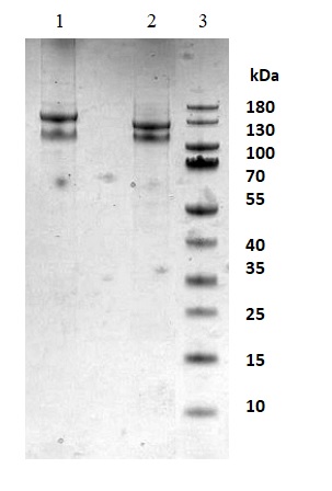 SDS-PAGE - Native Integrin alpha 2b + beta 3 protein (Activation site) (AB95130), expandable thumbnail