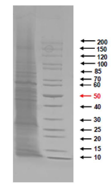 SDS-PAGE - Native Legionella pneumophila protein (AB274665), expandable thumbnail