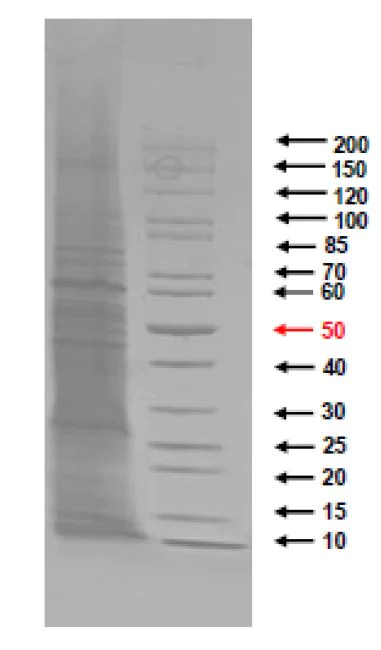 SDS-PAGE - Native Legionella pneumophila protein (AB274665)