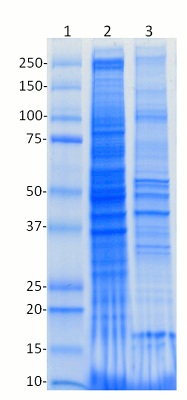 SDS-PAGE - Native lysis Buffer (AB156035), expandable thumbnail