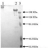 SDS-PAGE - Native Mouse Fibronectin protein (AB92784)
