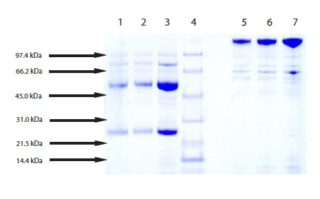 SDS-PAGE - Native Mouse IgG protein (AB198772), expandable thumbnail