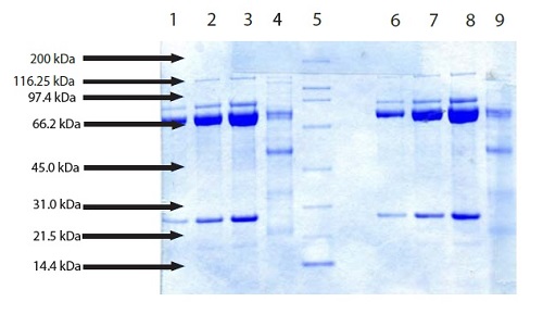 SDS-PAGE - Native pig Calpain 1 protein (AB198675)