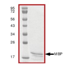SDS-PAGE - Native Pig Myelin Basic Protein (AB64311), expandable thumbnail