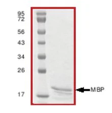 SDS-PAGE - Native Pig Myelin Basic Protein (Tag Free) (AB64311)