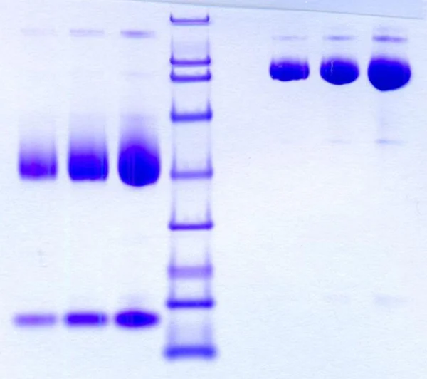 SDS-PAGE - Native Rat Hemopexin protein (AB198629)