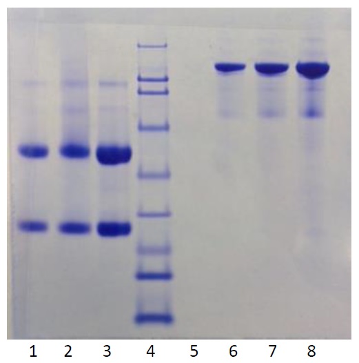 SDS-PAGE - Native Rat IgG protein (AB216181), expandable thumbnail
