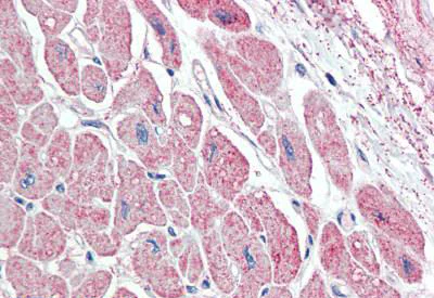 Immunohistochemistry (Formalin/PFA-fixed paraffin-embedded sections) - Anti-Natriuretic peptides A antibody - C-terminal (AB190001)