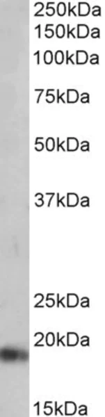 Western blot - Anti-Natriuretic peptides A antibody - C-terminal (AB190001)