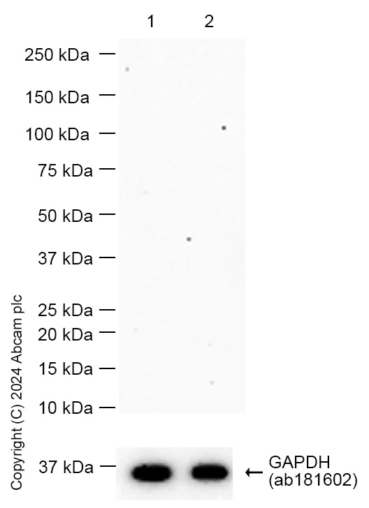 Western blot - Anti-Natriuretic peptides A antibody [EPR20247] (AB209232)