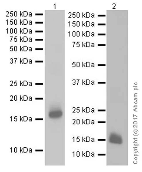 Western blot - Anti-Natriuretic peptides A antibody [EPR20247] (AB209232)