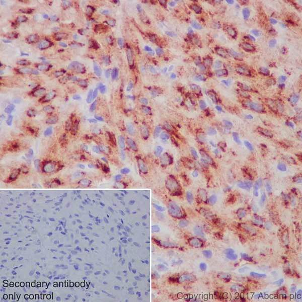 Immunohistochemistry (Formalin/PFA-fixed paraffin-embedded sections) - Anti-Natriuretic peptides A antibody [EPR20247] - BSA and Azide free (AB225873)